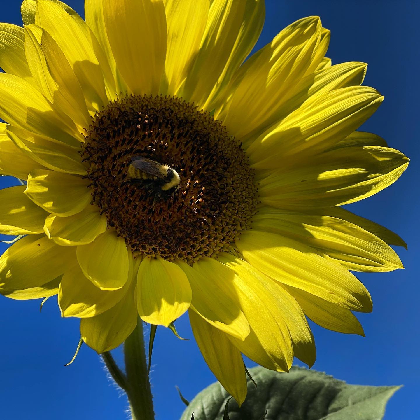 Bumblebees loving sunflowers at Prairie and Fern Farm