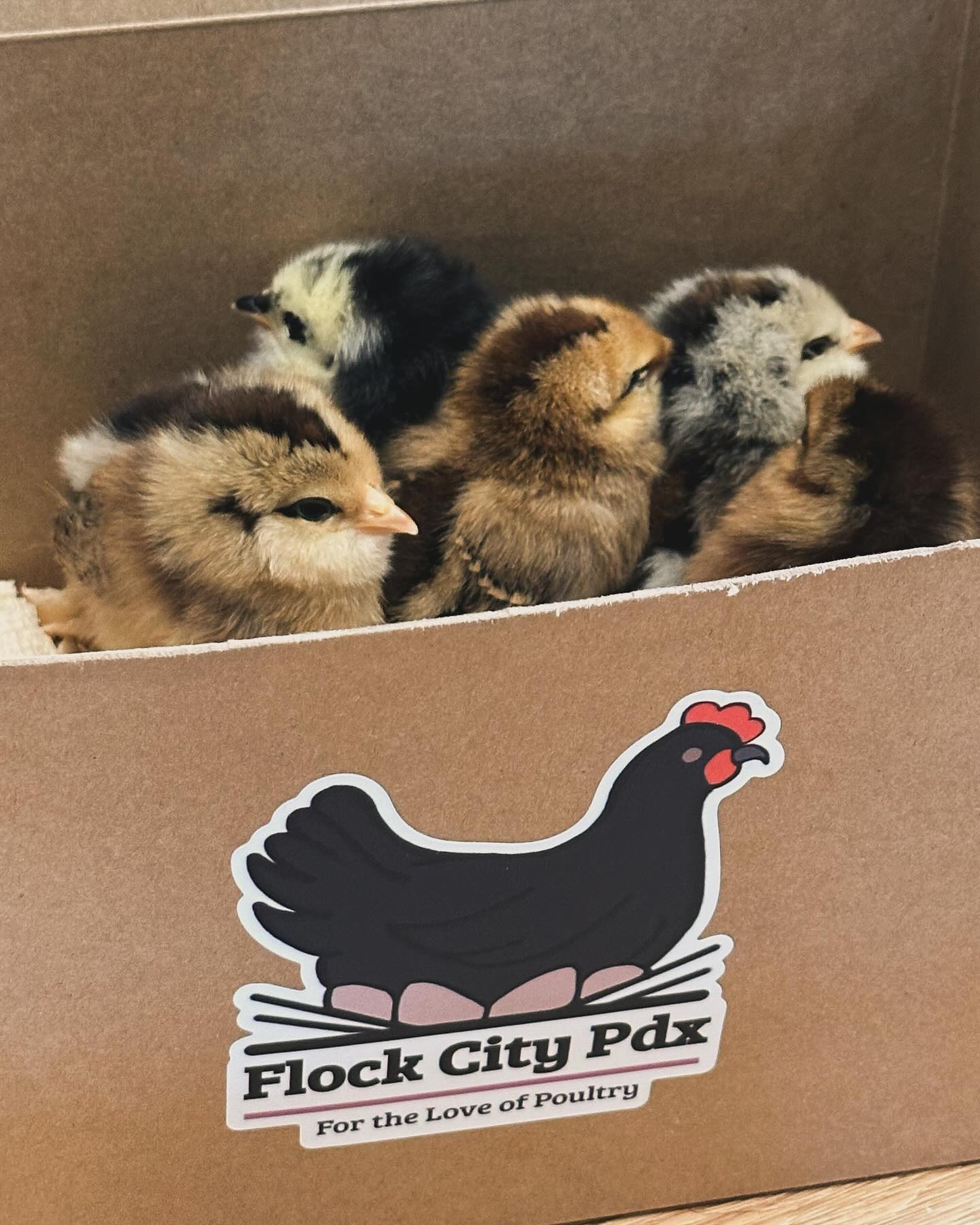 Baby chicks at Prairie and Fern Farm